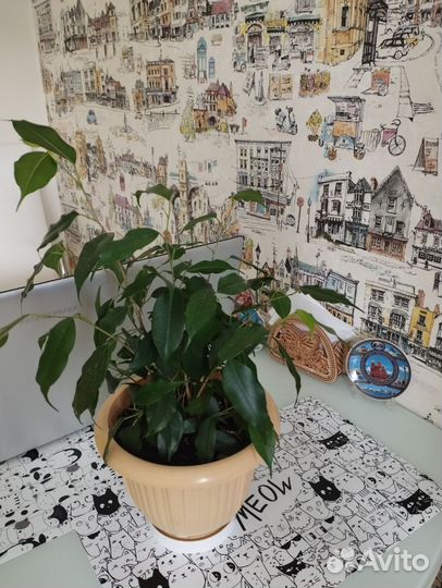 Фикус бенджамина