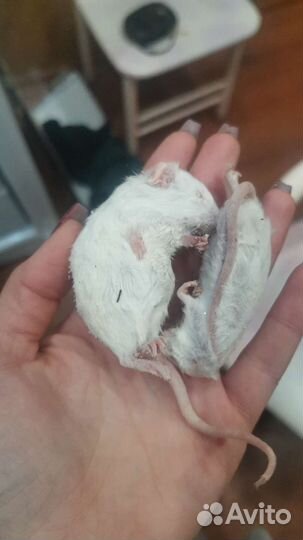 Кормовые мыши крысы для рептилий и хищных птиц