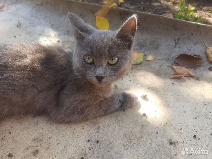 Котёнок в добрые руки