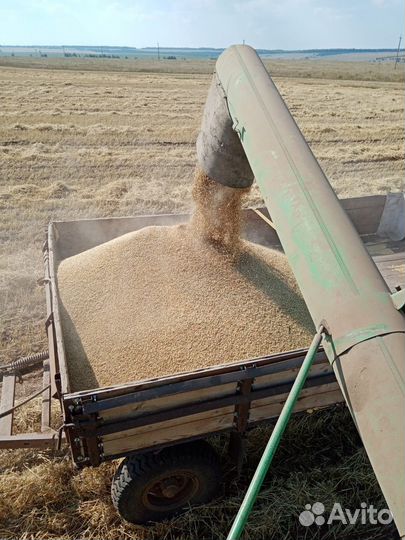 Зерно ячмень