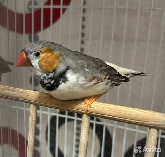 Амадин Самец