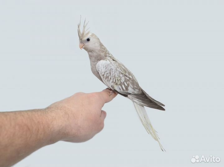 Кореллы выкормыши / ручные. Питомник. Доставка