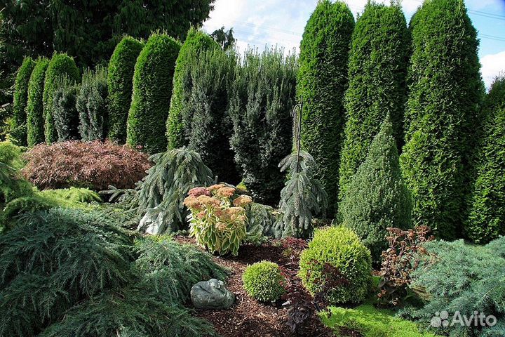 Туя с доставкой