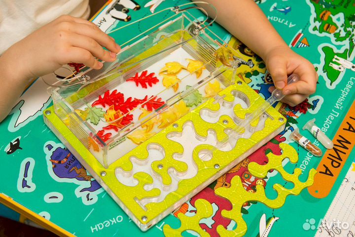 Муравьиная ферма / Формикарий