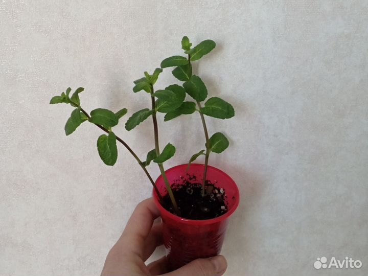 Розмарин на штамбе комнатные растения