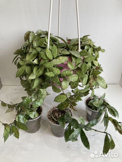 Хойя Hoya сортовые