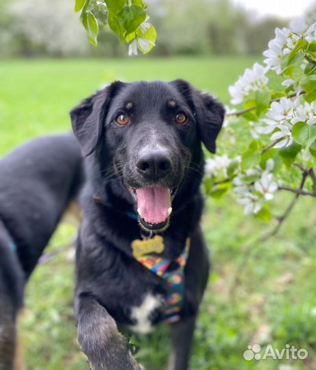 Собака в добрые руки