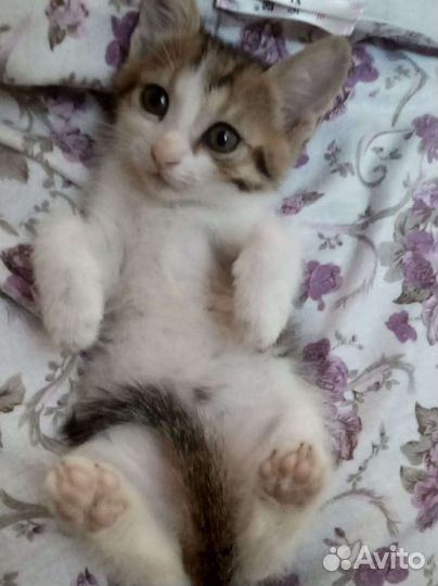 Котята в дар