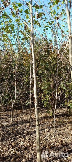 Липа Большой выбор размеров. Доставка