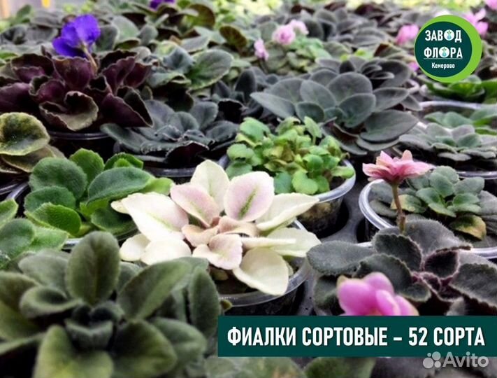 Фиалки 52 сорта