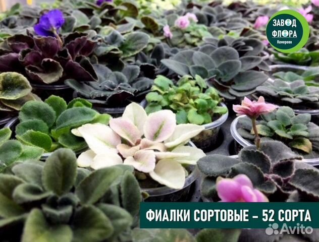Фиалки 52 сорта