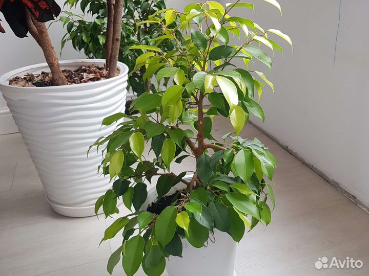 Фикус бенджамина