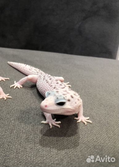 Самец и самка эублефара