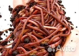 Лягушата, черви, опарыш