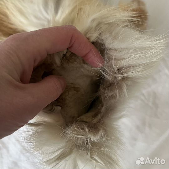 Шкурка лисы