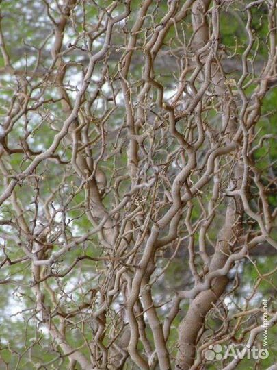 Саженцы шелковицы змеевидной (извилистой)