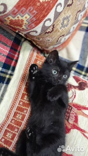 Котенок, девочка