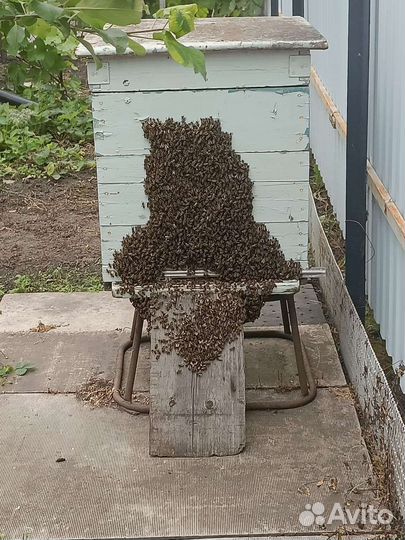 Ульи с пчёлами и мёдом (4 шт.)