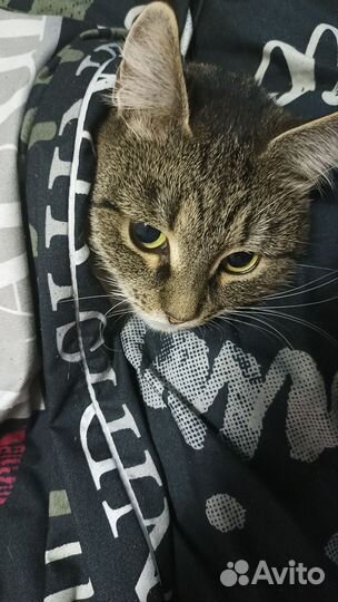 Кошка П-О-т-е-Р-я-Л-а-С-ь