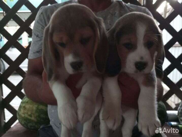 Щенки бигль РКФ