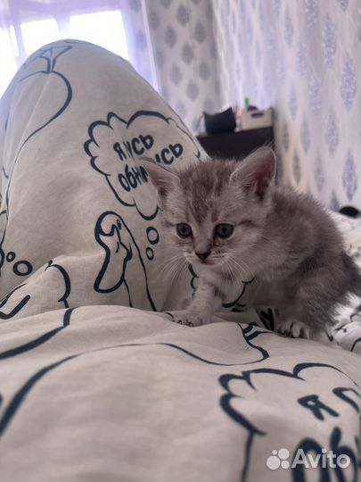 Отдам в добрые руки