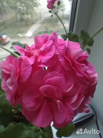 Пеларгония герань