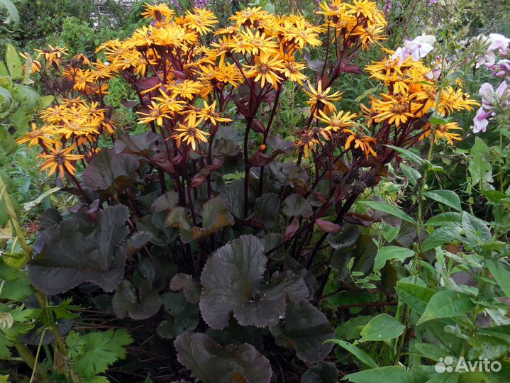 Бузульник, семена