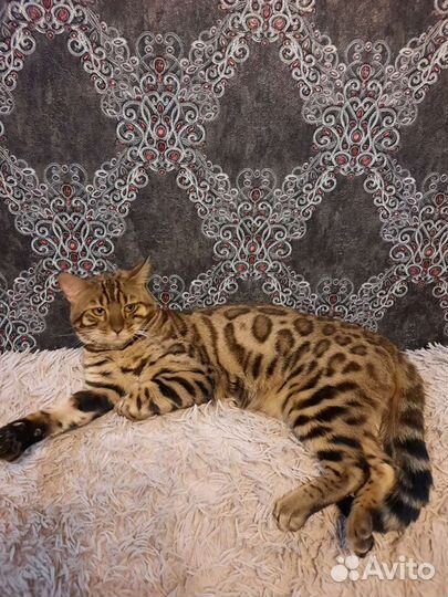 Бенгальский кот вязка