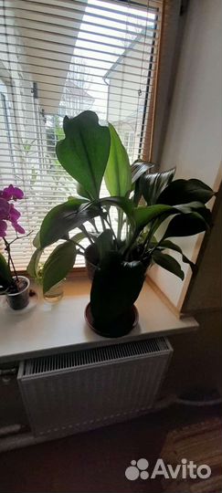 Эухарис амазонская лилия