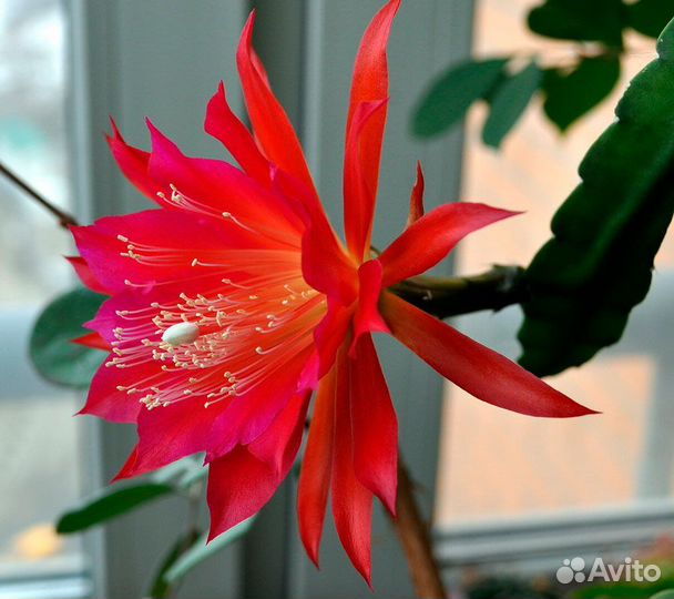 Рипсалидопсис