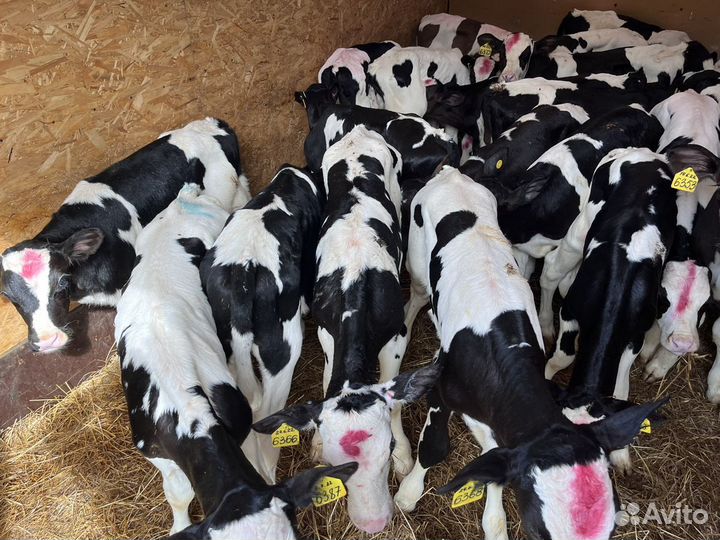 Телята бычки на откорм