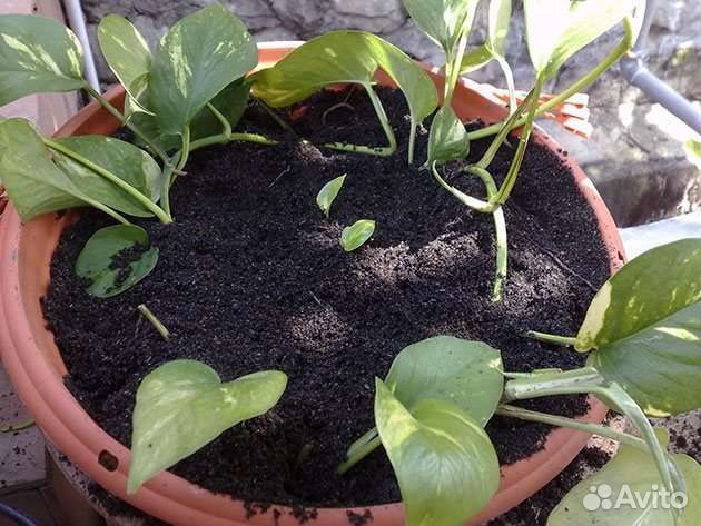 Аглаонема Сциндапсус Диффенбахия