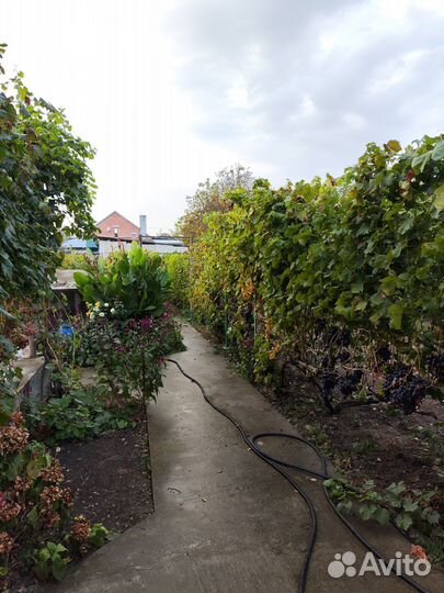 Саженцы винограда, виноград