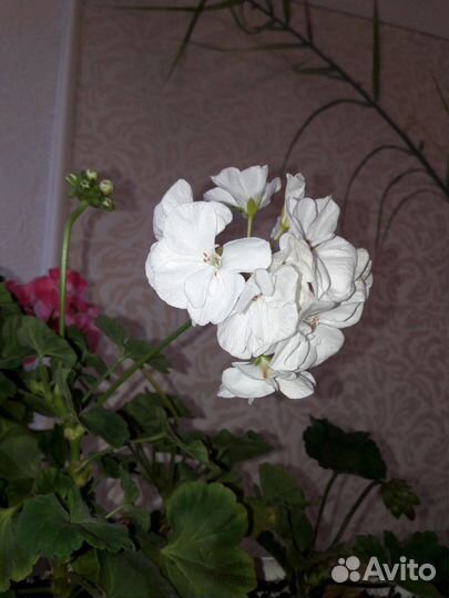 Пеларгония герань