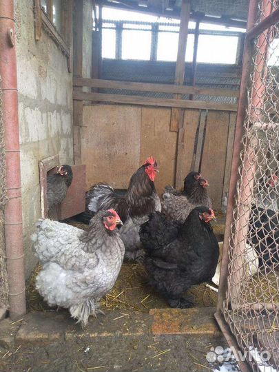 Куры и петухи