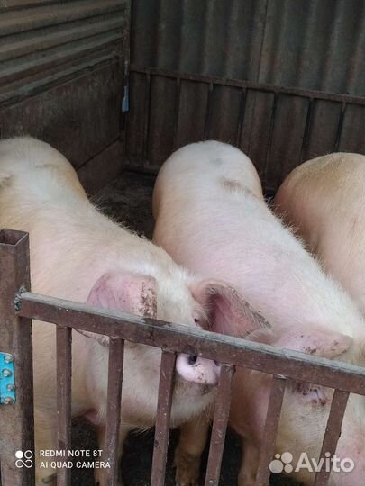 Свиньи живым весом