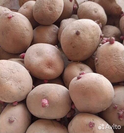 Семенной картофель