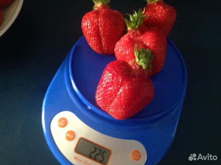 Рассада клубники Азия