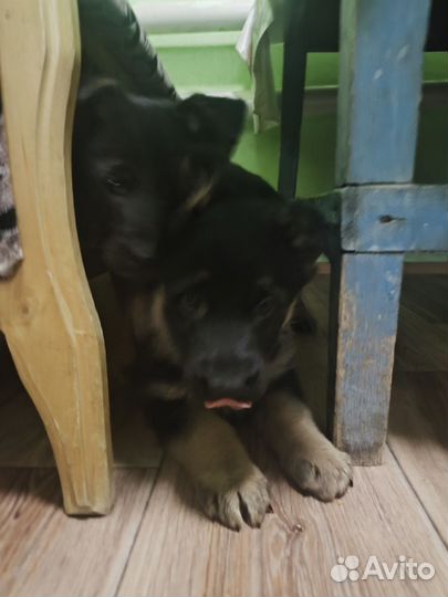 Немецкая овчарка