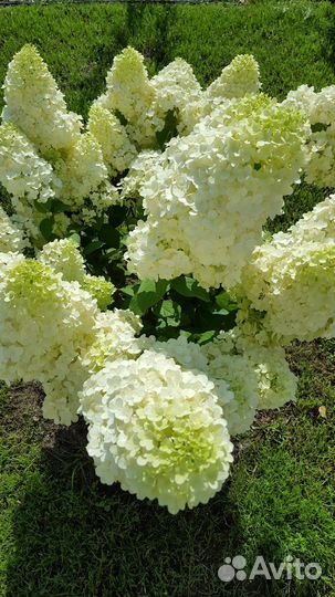 Гортензия метельчатая