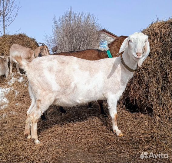 Дойная нубийская коза