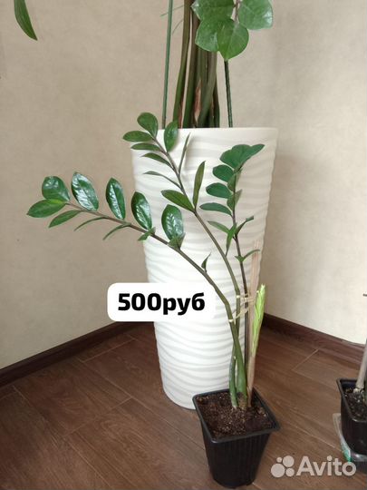 Антуриум Замиокулькас комнатные цветы растения