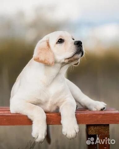 Щенки лабрадора