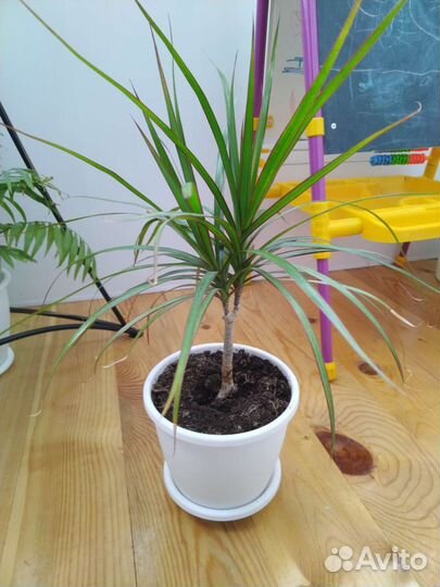 Комнатные цветы драцена