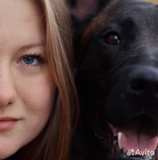 Дрессировка собак