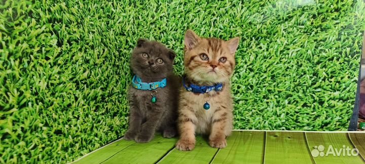 Шотландские котята