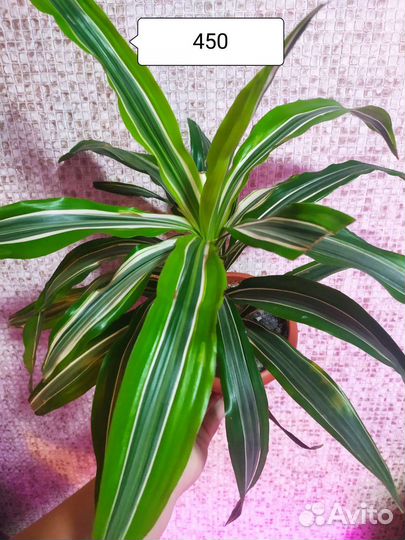 Комнатные растения цветы