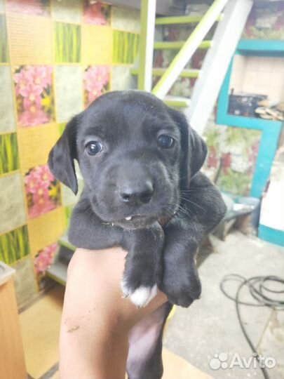 Метис лабрадора