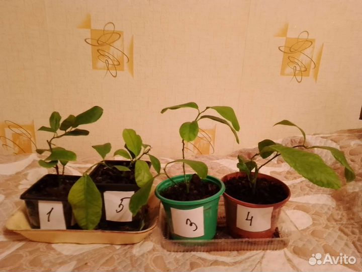 Саженцы лимона