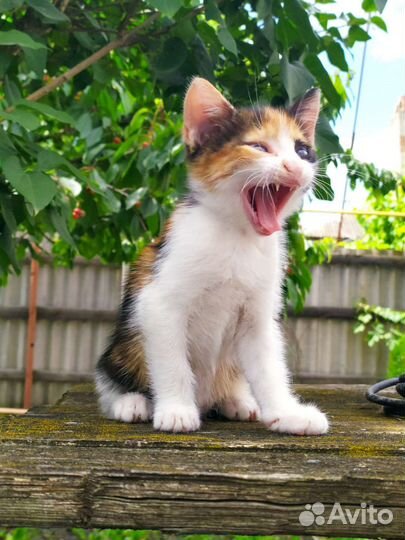 Котёнок